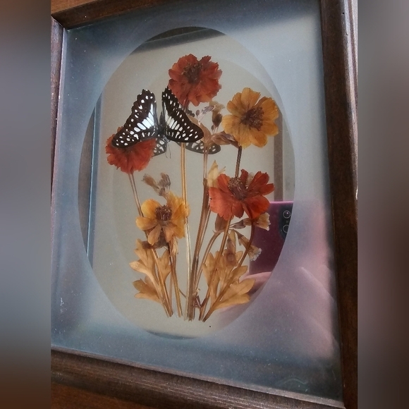 Vintage Butterfly Display - Picture 5 of 6